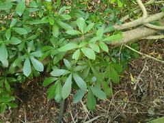 Pseudopanax