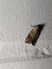 Gonodes