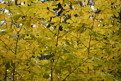 Asimina triloba