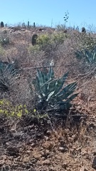 Agave colorata