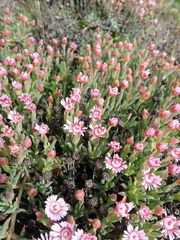 Phiambolia gydouwensis