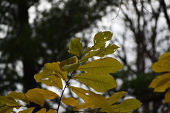 Asimina triloba