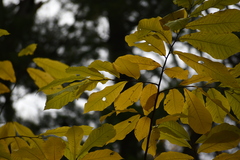 Asimina triloba