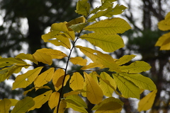 Asimina triloba