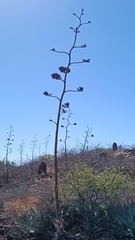 Agave colorata