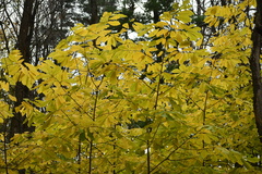 Asimina triloba