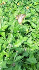 Anartia jatrophae