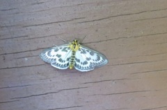 Anania hortulata