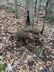 Agrobacterium radiobacter