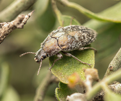 Bothrotes canaliculatus