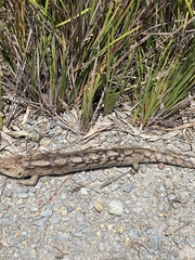 Tiliqua nigrolutea