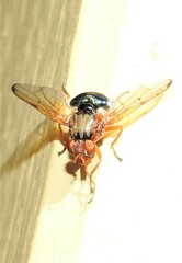 Lamprogaster flavipennis