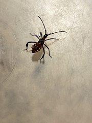 Leptoglossus phyllopus