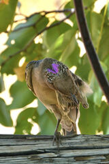 Chlamydera nuchalis