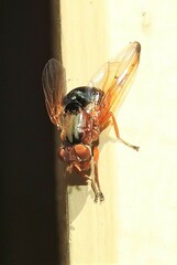 Lamprogaster flavipennis