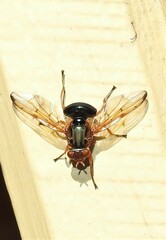 Lamprogaster flavipennis