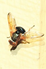 Lamprogaster flavipennis