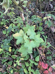 Ribes sanguineum glutinosum