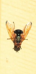 Lamprogaster flavipennis