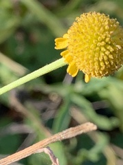 Helenium puberulum
