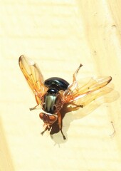 Lamprogaster flavipennis