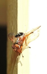 Lamprogaster flavipennis