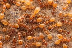 Forelius pruinosus