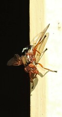Lamprogaster flavipennis