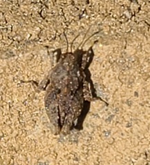 Tetrigoidea