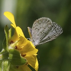 Celastrina echo gozora