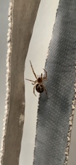 Steatoda nobilis