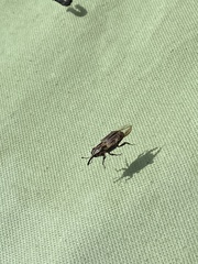 Sphenophorus australis