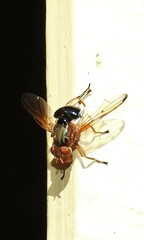 Lamprogaster flavipennis