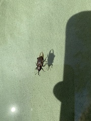 Sphenophorus australis