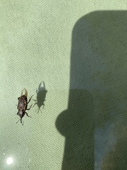 Sphenophorus australis