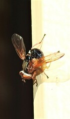 Lamprogaster flavipennis