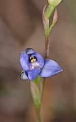 Thelymitra juncifolia