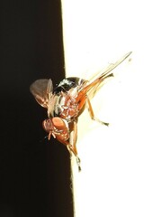 Lamprogaster flavipennis