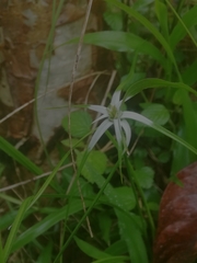 Rhynchospora colorata