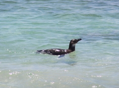 Spheniscus humboldti