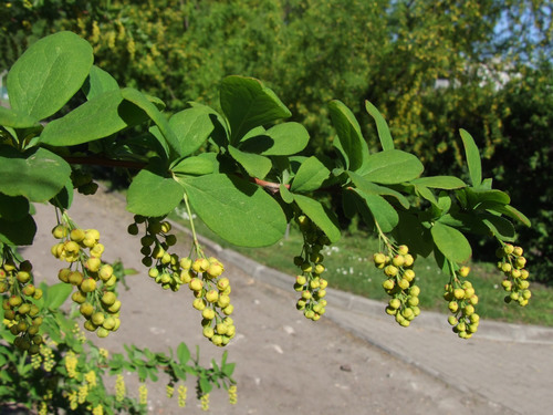 Korean Barberry (Berberis koreana)