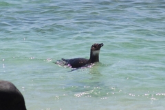 Spheniscus humboldti