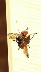 Lamprogaster flavipennis