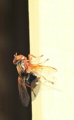 Lamprogaster flavipennis