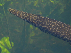 Lepisosteus platyrhincus