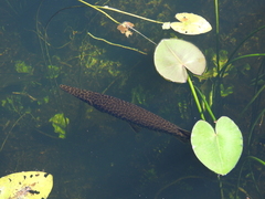 Lepisosteus platyrhincus