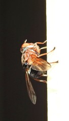 Lamprogaster flavipennis