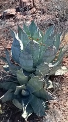 Agave colorata