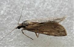 Scoparia indistinctalis