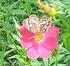 Anthanassa drusilla